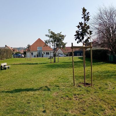 Après abattage des pins 1