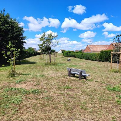 Après abattage des pins 2