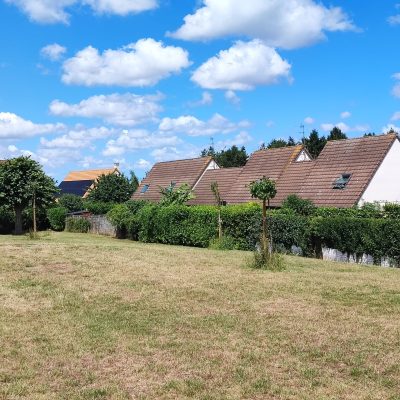 Après abattage des pins 5