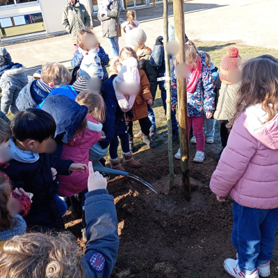 Arbre de Judée 7 (1)