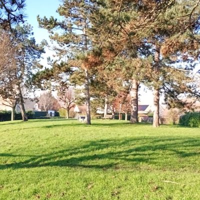 Avant abattage des pins 3