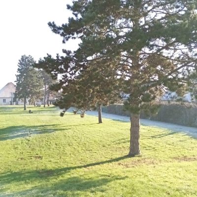 Avant abattage des pins 4