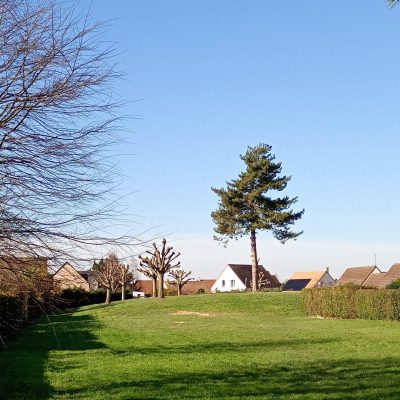 Avant abattage des pins 5