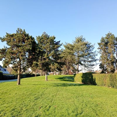 Avant abattage des pins 9